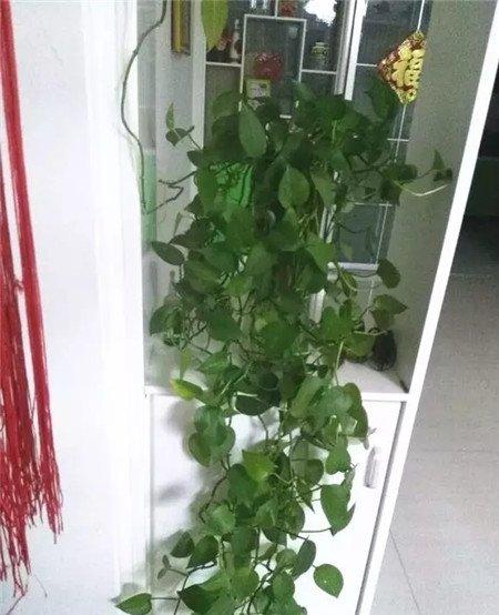 绿萝施缓释肥