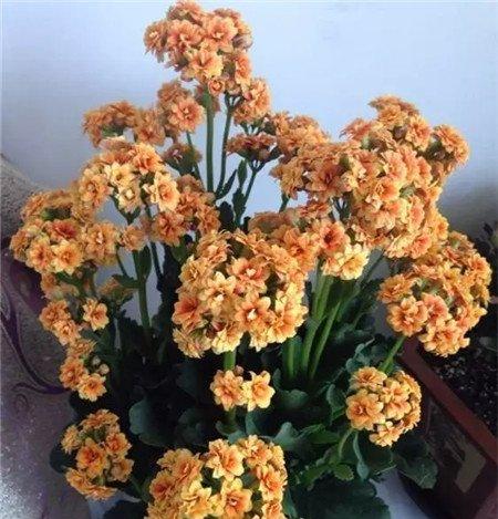水培长寿花
