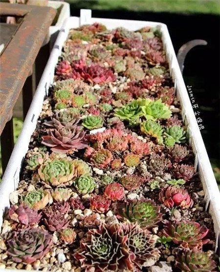 长生草4 长生草4