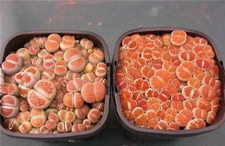 生石花2 生石花2