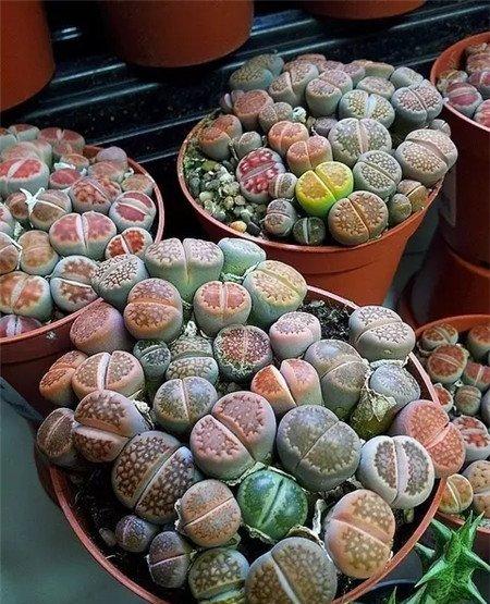 生石花4 生石花4