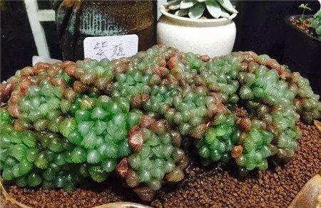 十二卷6 十二卷6