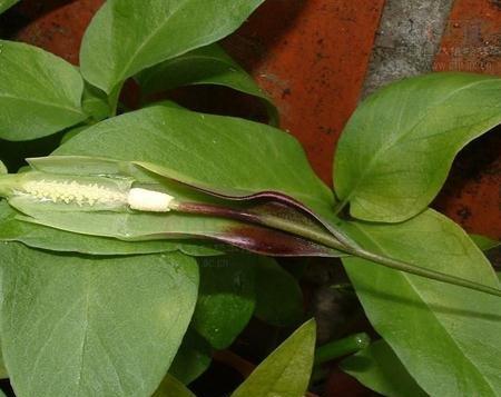 半夏块茎繁殖
