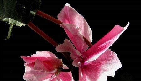 仙客来开花期施肥导致花蕾枯萎 仙客来开花期施肥导致花蕾枯萎