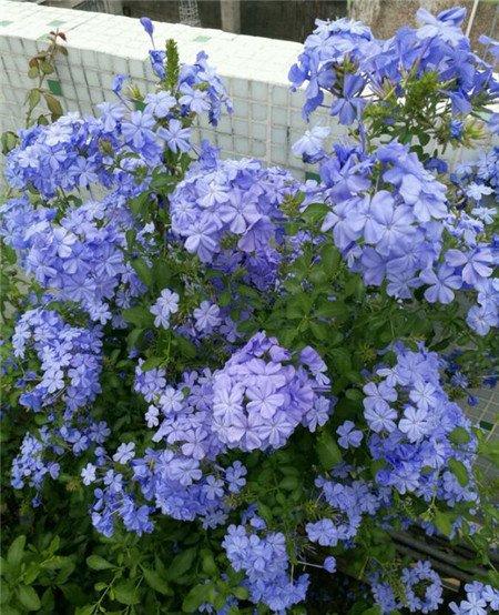 蓝雪花
