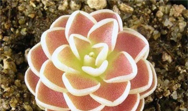 这些花能吃蚊子,夏天再也不怕咬,蚊香都省了