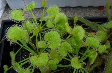 茅膏菜