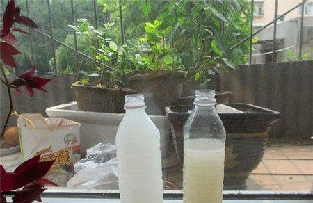 淘米水发酵 淘米水发酵