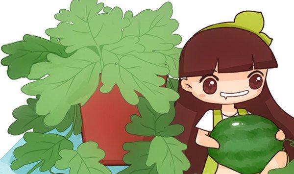 你吐掉的西瓜籽,我种到了花盆里,结的西瓜都吃不完