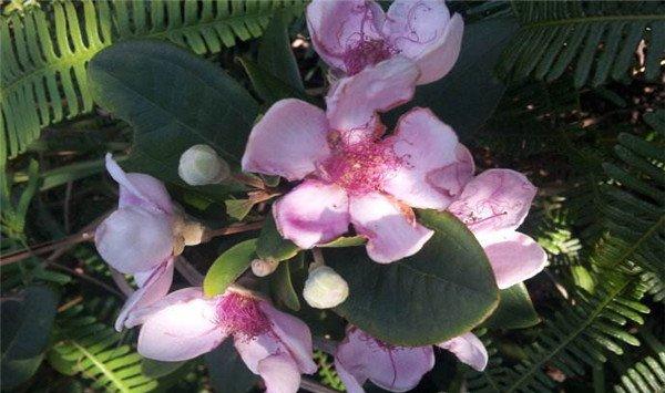 桃金娘的花语和传说 桃金娘的花语和传说