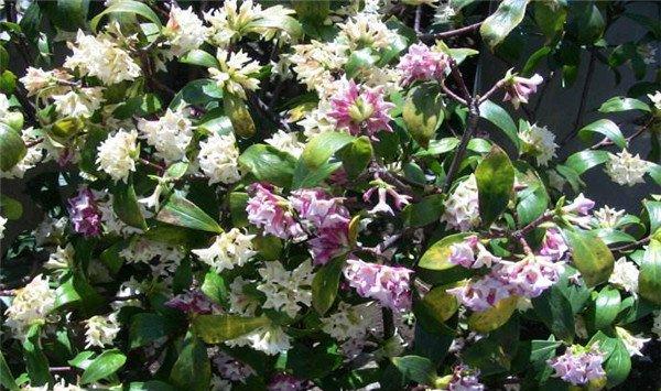 瑞香的花语和传说 瑞香的花语和传说