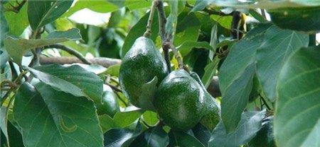 牛油果施肥技术