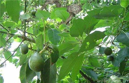 牛油果养护施肥