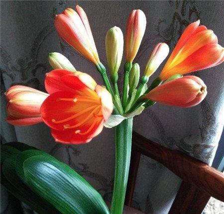 夹箭的君子兰要怎么开花 夹箭的君子兰要怎么开花