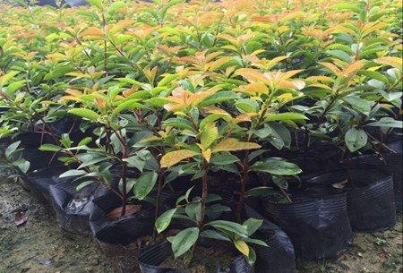 红叶石楠的施肥