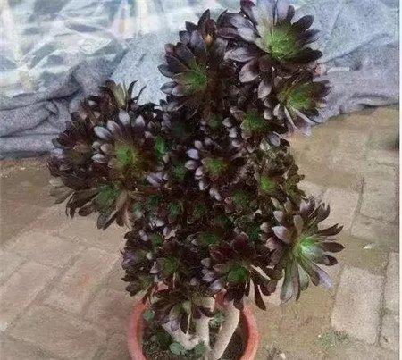 黑法师 黑法师