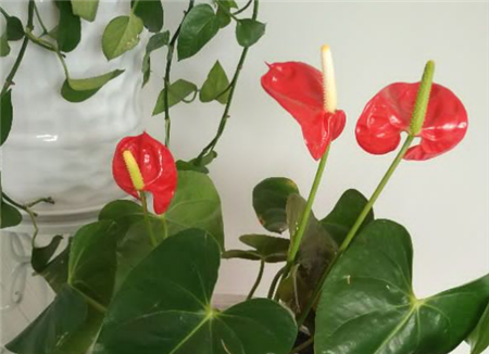 红掌发黄 红掌发黄