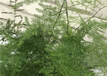 文竹浇水 文竹浇水