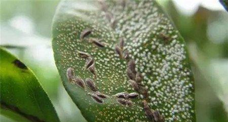 喷洒多菌灵 喷洒多菌灵