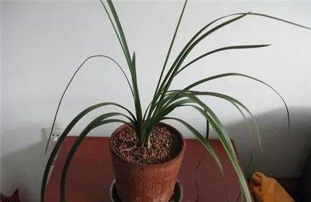 兰花金盆 兰花金盆