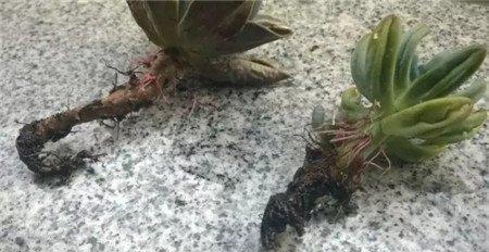 清理烂根 清理烂根