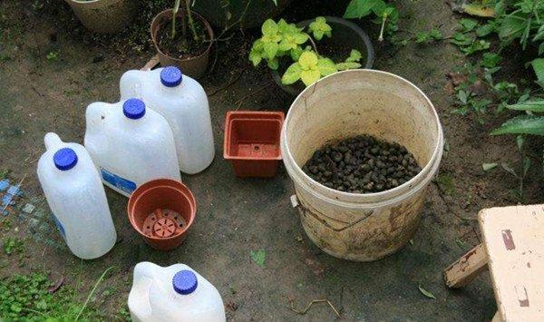 养花还要买肥料？几粒豆子，就能保花10年绿油油！