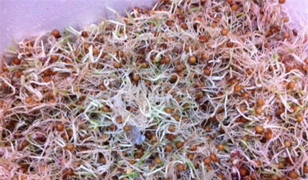 吃剩的豆芽 吃剩的豆芽