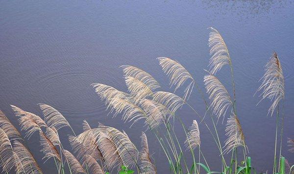 芦苇有什么利用价值