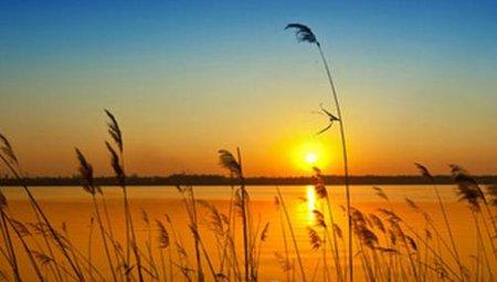 芦苇的经济价值