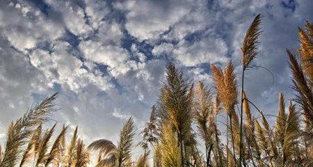 芦苇的畜牧价值