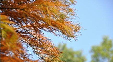 水杉锈病防治方法 水杉锈病防治方法