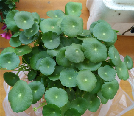 铜钱草 铜钱草