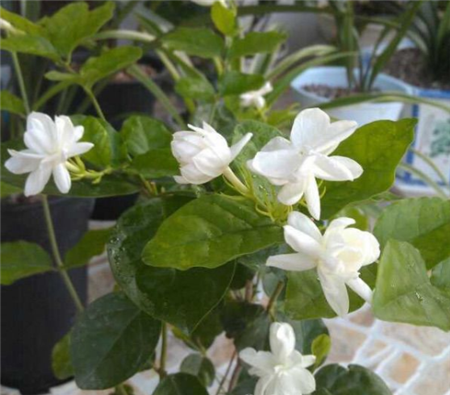 茉莉开花 茉莉开花