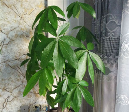 发财树 发财树