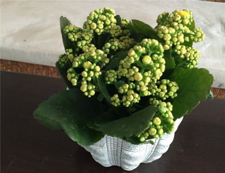 长寿花 长寿花