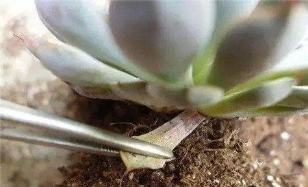 清理叶片 清理叶片