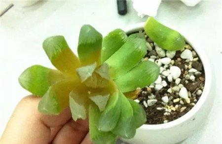 化水死了 化水死了