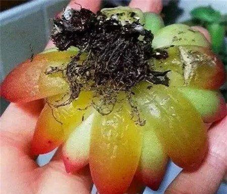 多肉化水 多肉化水