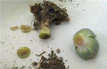 切断黑腐 切断黑腐