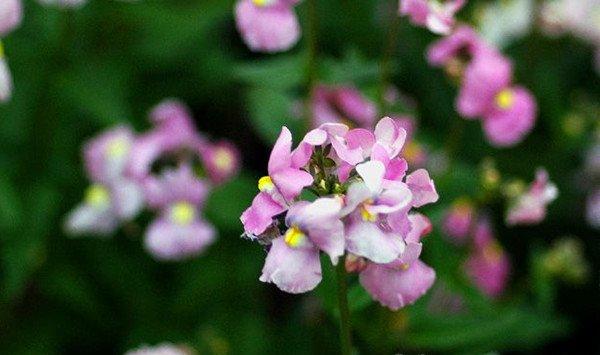 龙面花播种繁殖方法