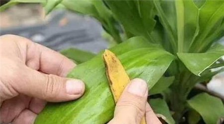 香蕉皮擦叶子 香蕉皮擦叶子
