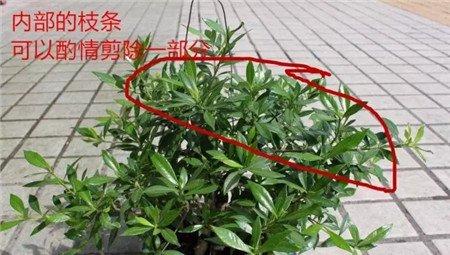 栀子花的