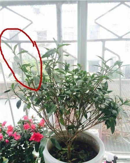栀子花修剪