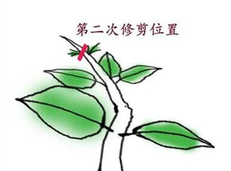 第二次修剪