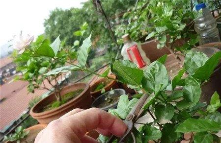 月季花