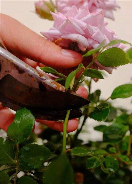 月季花