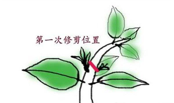 现在不修剪,你的花就离死不远了
