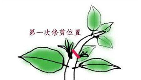 第一次修剪