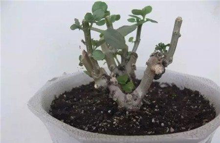 修剪位置