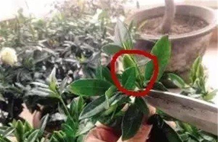 花苞周围叶片